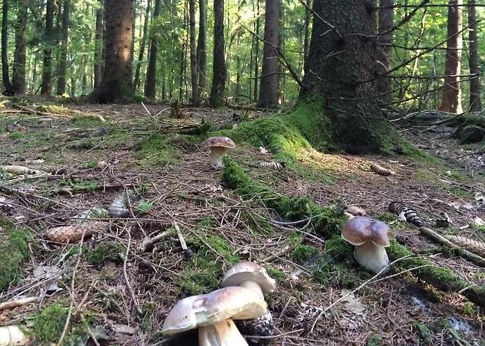 Casa Meloni アパート バート・ザクサ